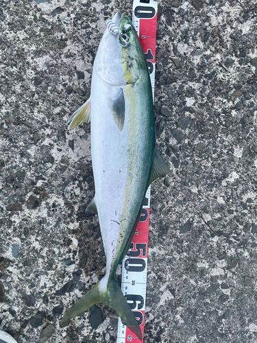 ワラサの釣果