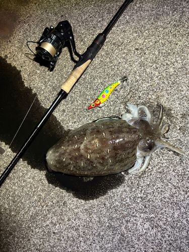 モンゴウイカの釣果
