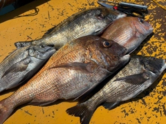 タイの釣果