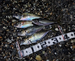 アジの釣果
