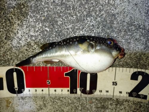 クサフグの釣果
