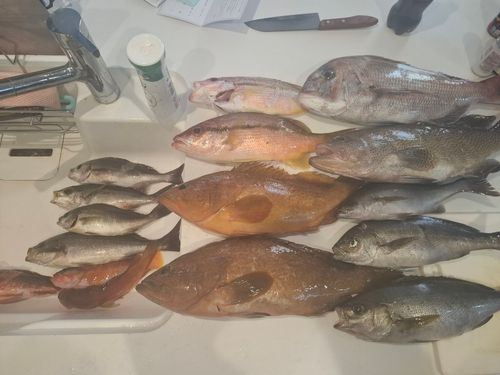 アコウの釣果