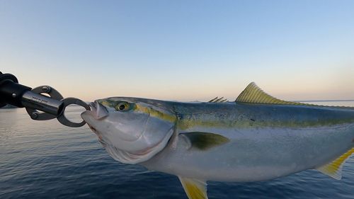 ヤズの釣果