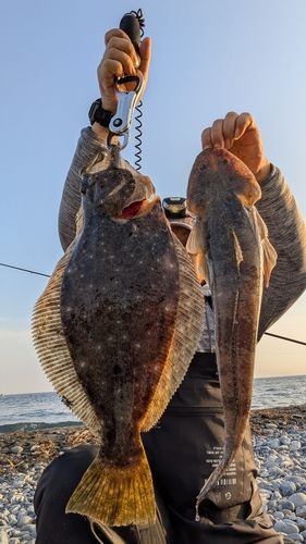 ヒラメの釣果