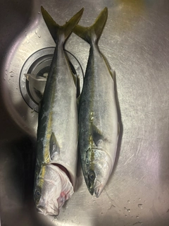 ワラサの釣果