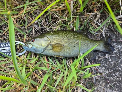 スモールマウスバスの釣果