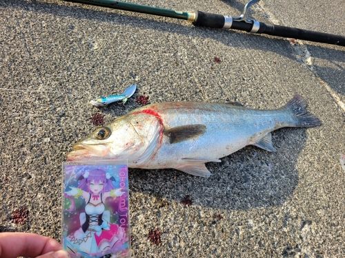 ヒラスズキの釣果