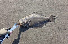 ヒラメの釣果