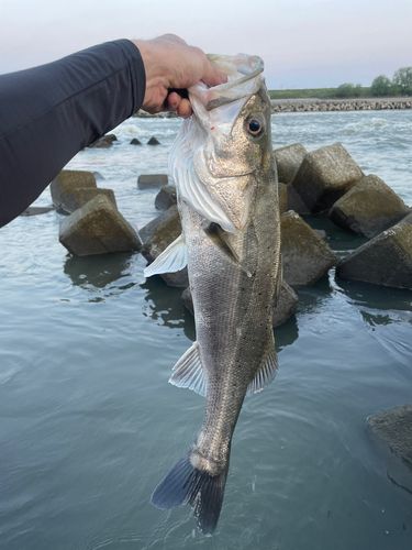 スズキの釣果
