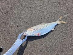 コノシロの釣果