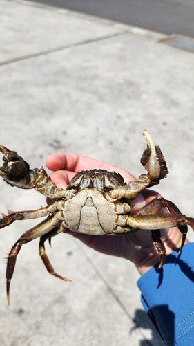 カニの釣果