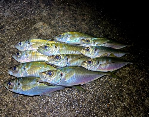 釣果
