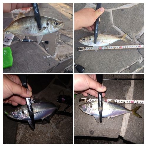 マアジの釣果