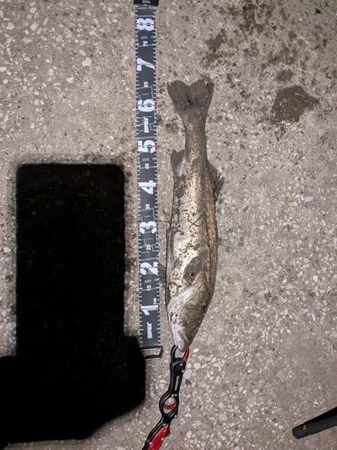 シーバスの釣果