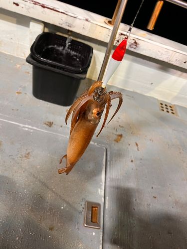 スルメイカの釣果