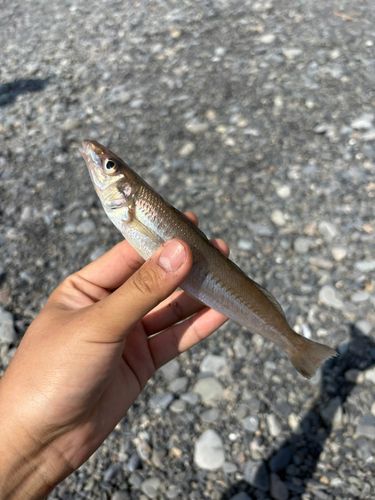 キスの釣果