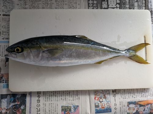 フクラギの釣果