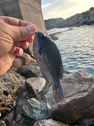 グレの釣果