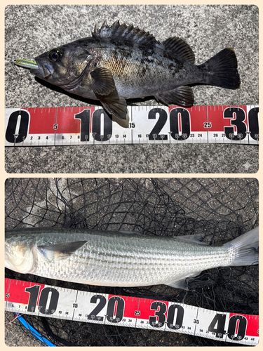 ソイの釣果