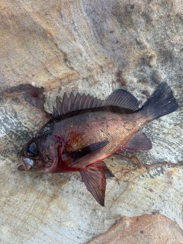 アカメバルの釣果