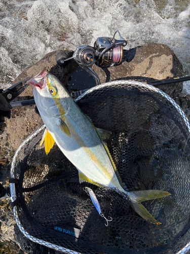ヒラマサの釣果