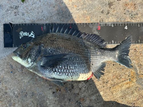チヌの釣果