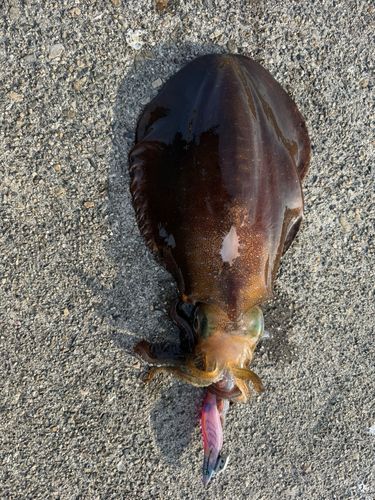 アオリイカの釣果