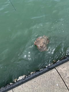 アカエイの釣果