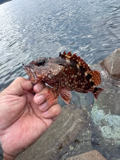 ガシラの釣果