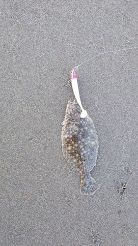 ソゲの釣果