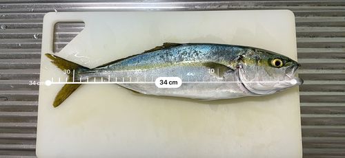 ワカシの釣果