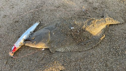 ソゲの釣果