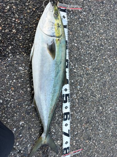 ブリの釣果