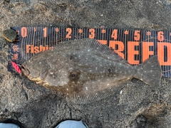 ヒラメの釣果