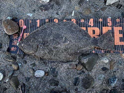 日本海で釣れたヒラメの釣り・釣果情報 - アングラーズ | 釣果600万件