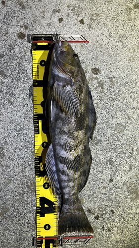 アイナメの釣果
