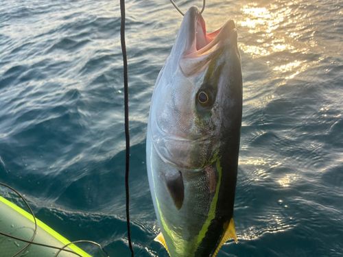 ワラサの釣果