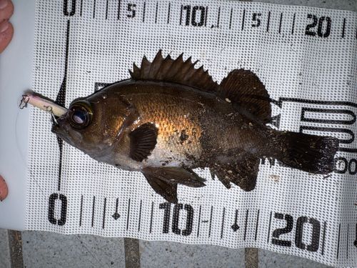 メバルの釣果