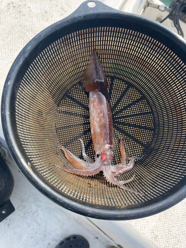 スルメイカの釣果
