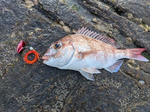 タイの釣果
