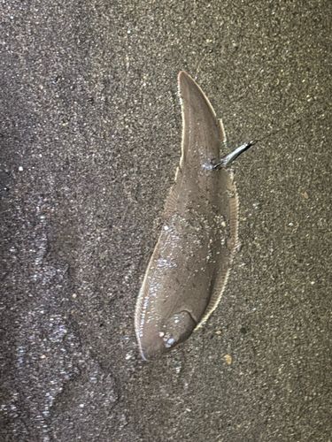 シタビラメの釣果