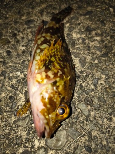 カサゴの釣果