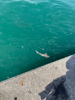 シロザメの釣果