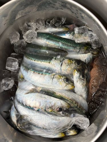 マイワシの釣果