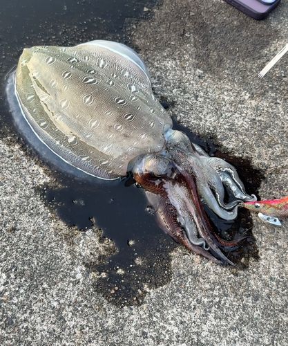 コウイカの釣果