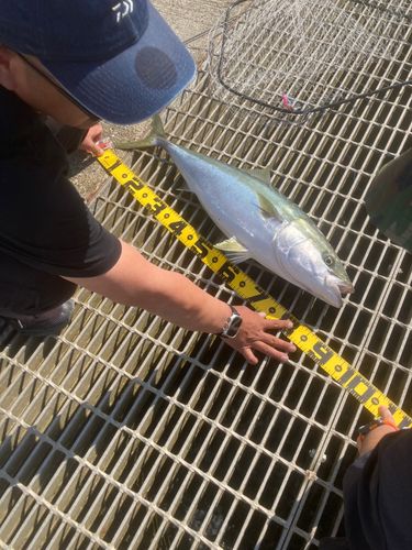 ブリの釣果