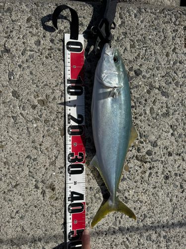 ハマチの釣果