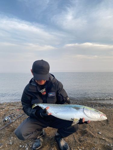 ブリの釣果