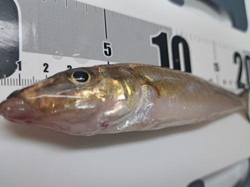 シロギスの釣果
