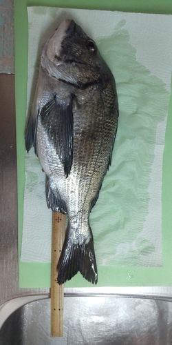 クロダイの釣果